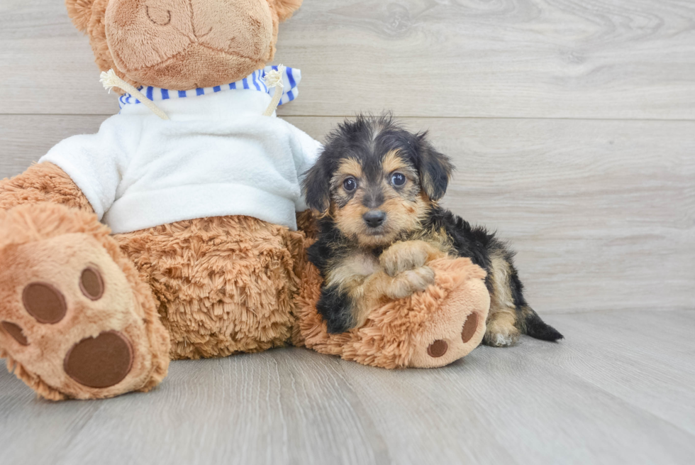 Yorkie Poo Puppy for Adoption