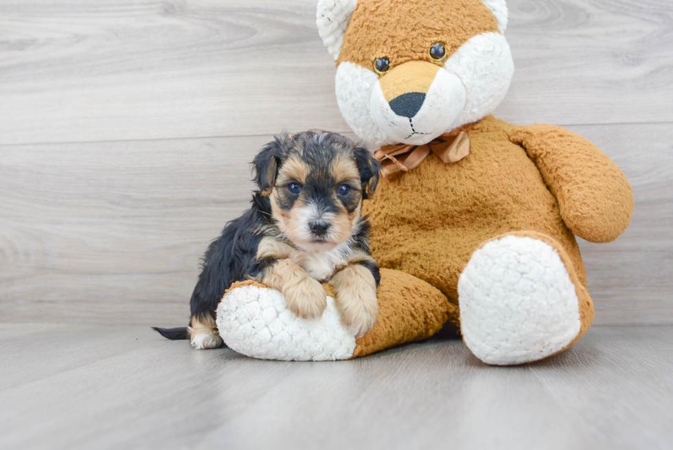 Energetic Yorkie Doodle Poodle Mix Puppy