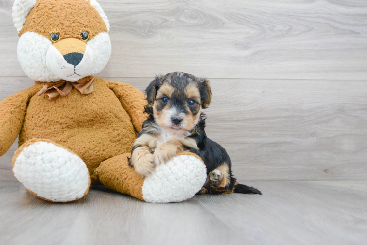 Playful Yorkie Doodle Poodle Mix Puppy