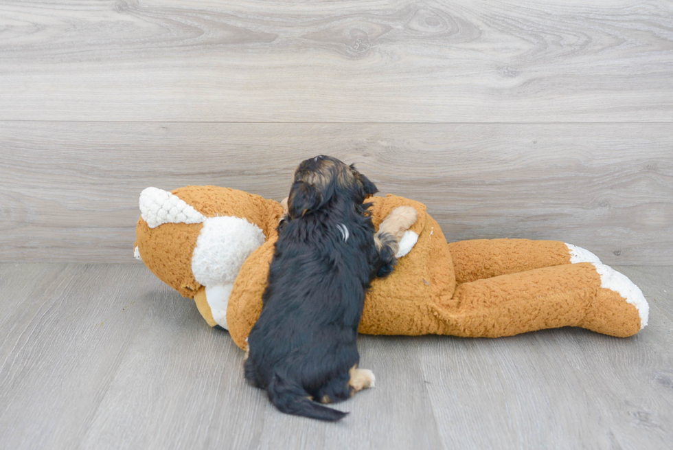 Yorkie Poo Pup Being Cute