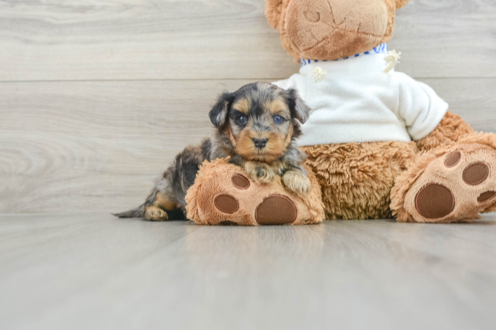 Cute Yorkie Poo Baby