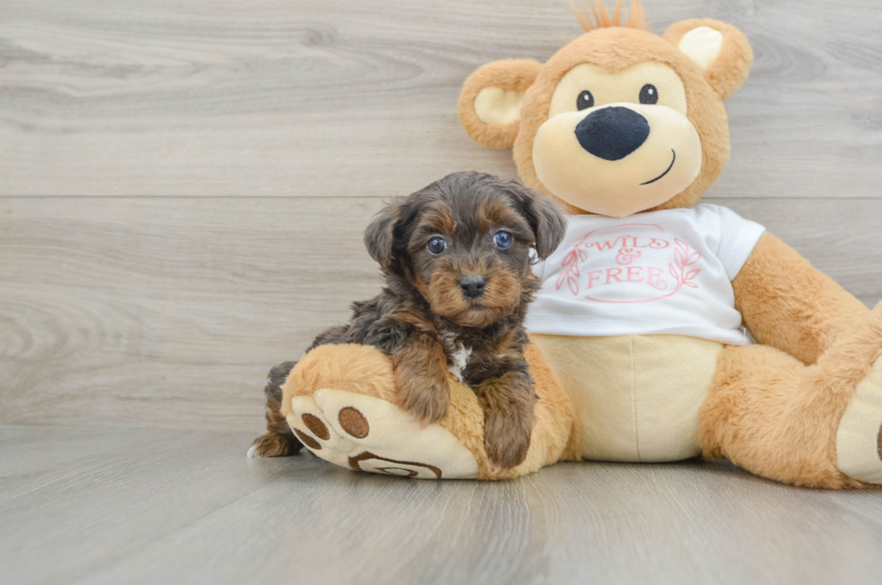 5 week old Yorkie Poo Puppy For Sale - Premier Pups