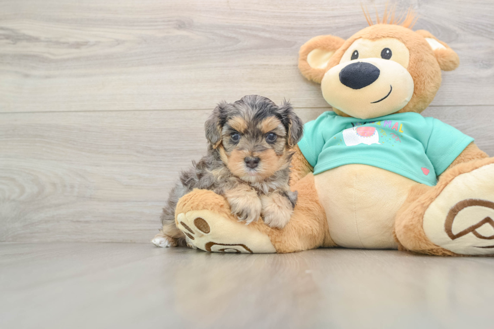Yorkie Poo Pup Being Cute