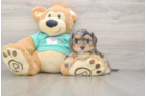 Hypoallergenic Yorkie Doodle Poodle Mix Puppy