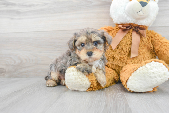 Yorkie Poo Puppy for Adoption