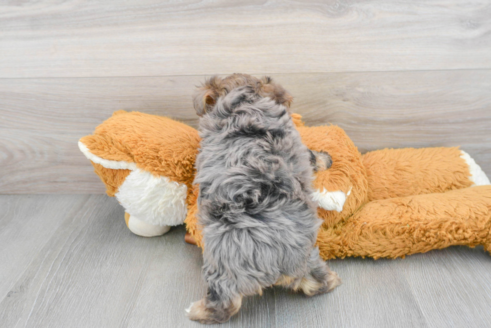 Hypoallergenic Yorkie Doodle Poodle Mix Puppy