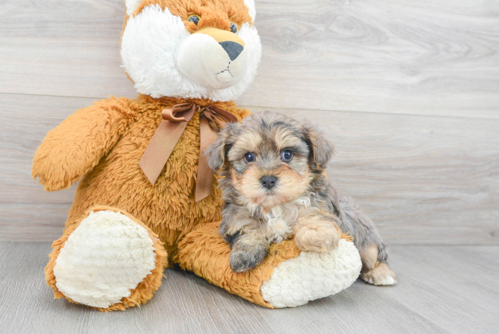 Yorkie Poo Puppy for Adoption