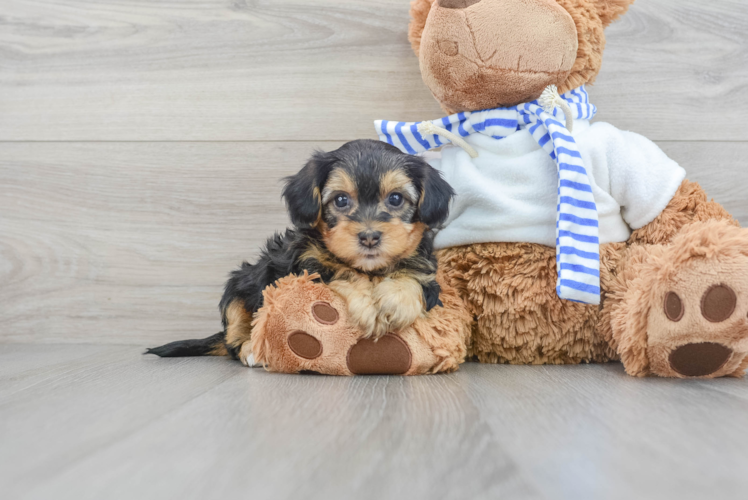 Funny Yorkie Poo Poodle Mix Pup