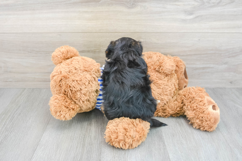 Adorable Yorkie Doodle Poodle Mix Puppy