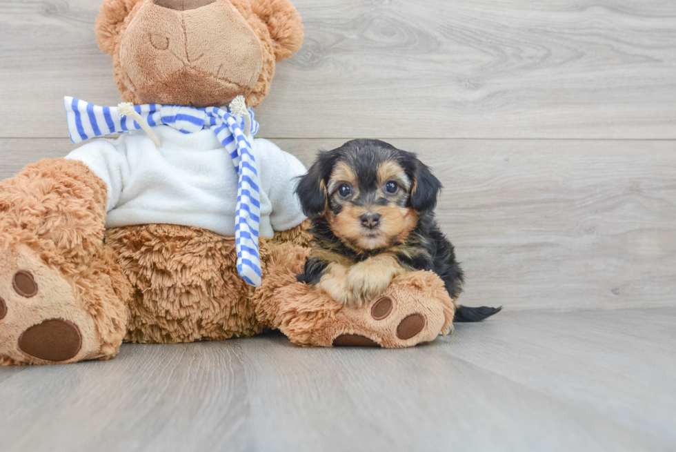 Yorkie Poo Puppy for Adoption