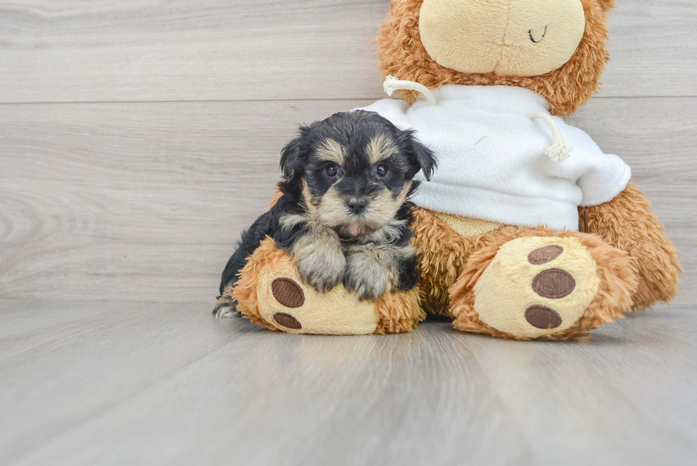 Adorable Yorkie Doodle Poodle Mix Puppy
