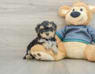 6 week old Yorkie Poo Puppy For Sale - Premier Pups