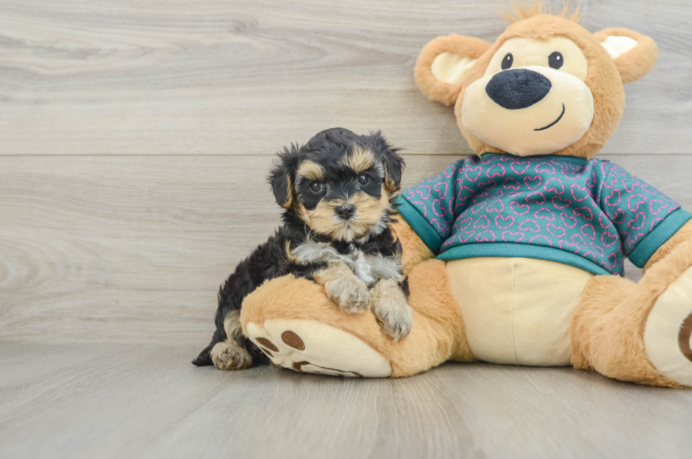 5 week old Yorkie Poo Puppy For Sale - Premier Pups