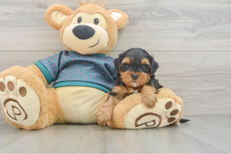 Best Yorkie Poo Baby