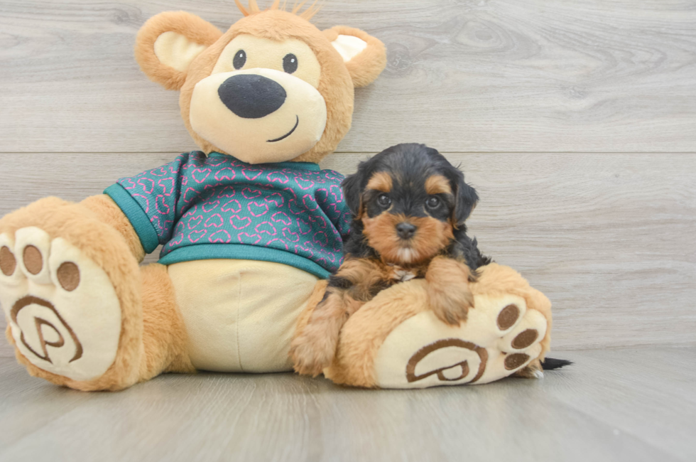 5 week old Yorkie Poo Puppy For Sale - Premier Pups