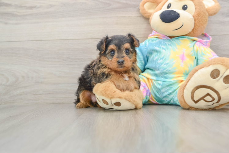 Best Yorkie Poo Baby