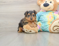8 week old Yorkie Poo Puppy For Sale - Premier Pups