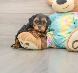 5 week old Yorkie Poo Puppy For Sale - Premier Pups