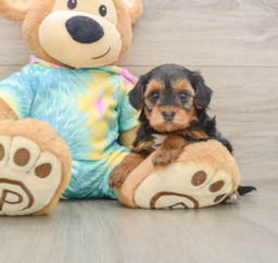5 week old Yorkie Poo Puppy For Sale - Premier Pups