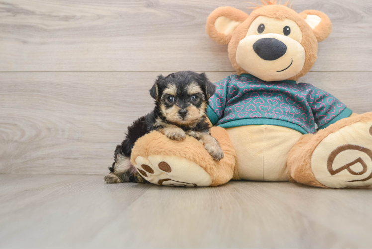 Popular Yorkie Poo Poodle Mix Pup