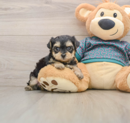 8 week old Yorkie Poo Puppy For Sale - Premier Pups