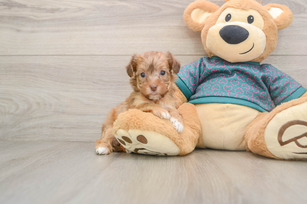 Best Yorkie Poo Baby