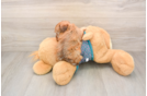 Best Yorkie Poo Baby