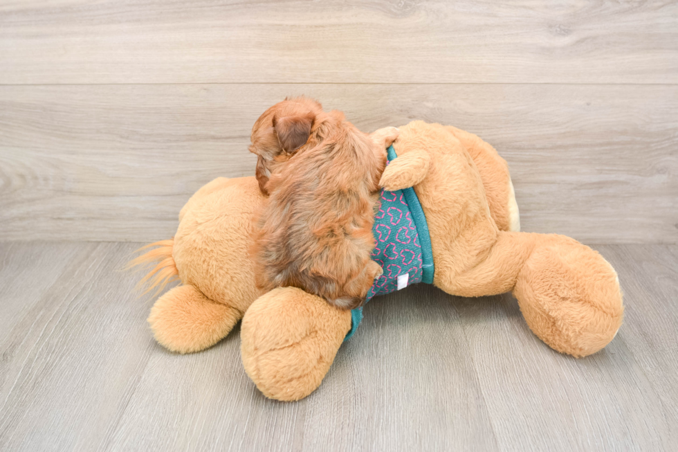 Best Yorkie Poo Baby