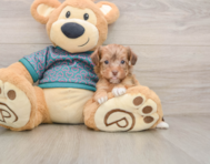 9 week old Yorkie Poo Puppy For Sale - Premier Pups