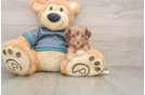 Yorkie Poo Pup Being Cute