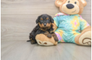 Yorkie Poo Pup Being Cute
