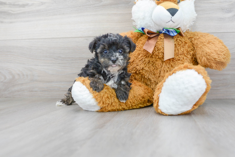 Adorable Yorkie Doodle Poodle Mix Puppy