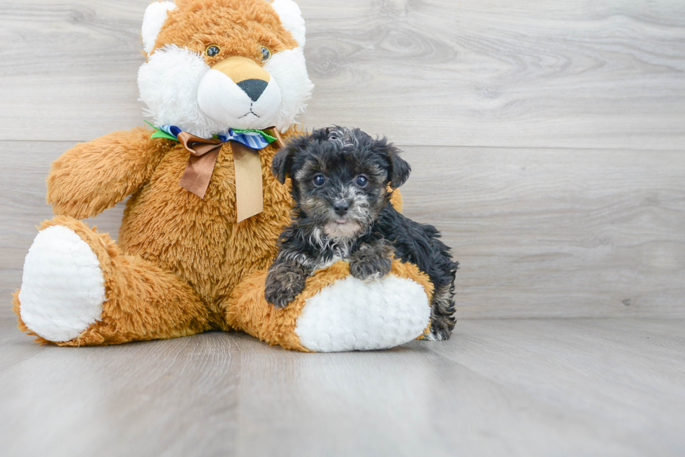 Cute Yorkie Poo Baby