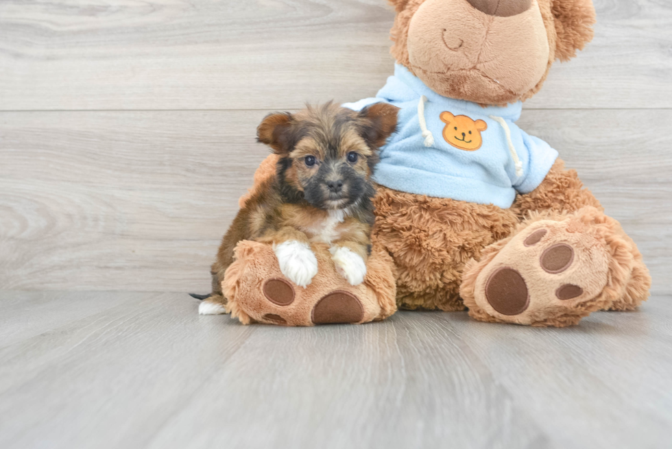 Funny Yorkie Poo Poodle Mix Pup