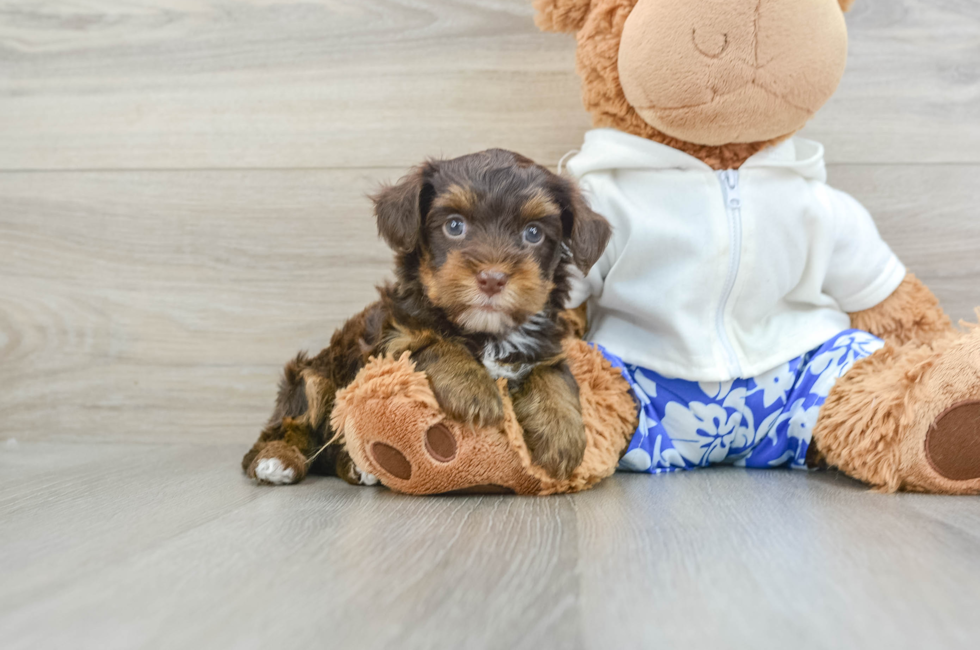 6 week old Yorkie Poo Puppy For Sale - Premier Pups