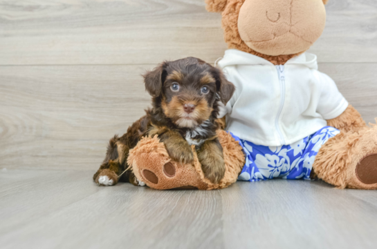 Happy Yorkie Poo Baby