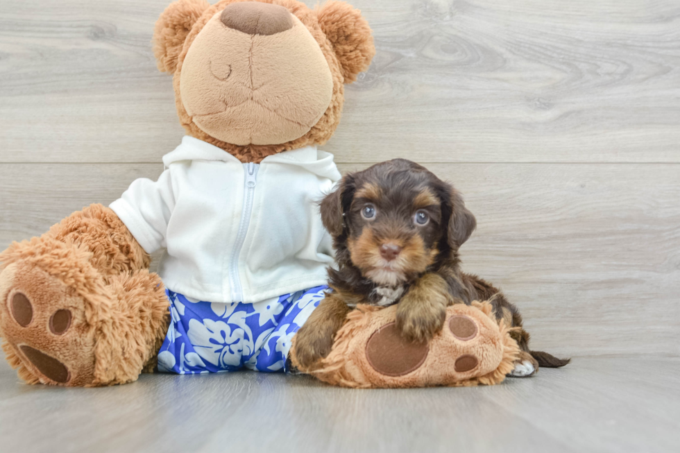 Little Yorkie Poodle Mix Poodle Mix Puppy