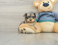 5 week old Yorkie Poo Puppy For Sale - Premier Pups