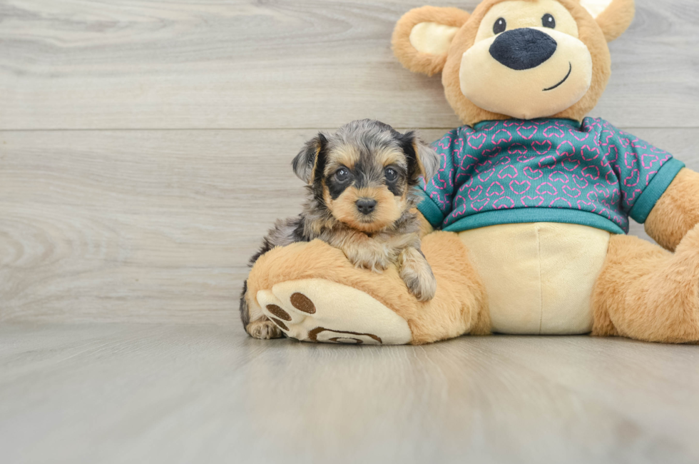 5 week old Yorkie Poo Puppy For Sale - Premier Pups