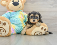 7 week old Yorkie Poo Puppy For Sale - Premier Pups