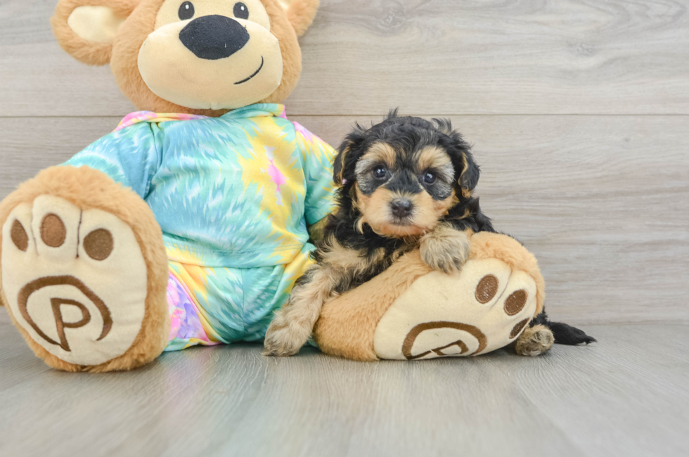 6 week old Yorkie Poo Puppy For Sale - Premier Pups