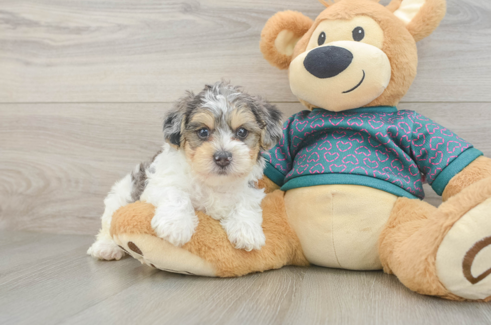 5 week old Yorkie Poo Puppy For Sale - Premier Pups