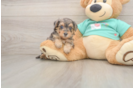 Cute Yorkie Poo Baby