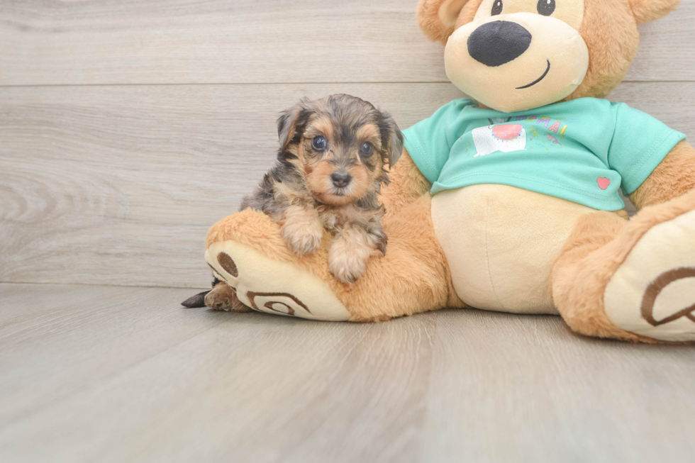 Cute Yorkie Poo Baby