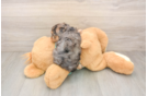 Friendly Yorkie Poo Baby