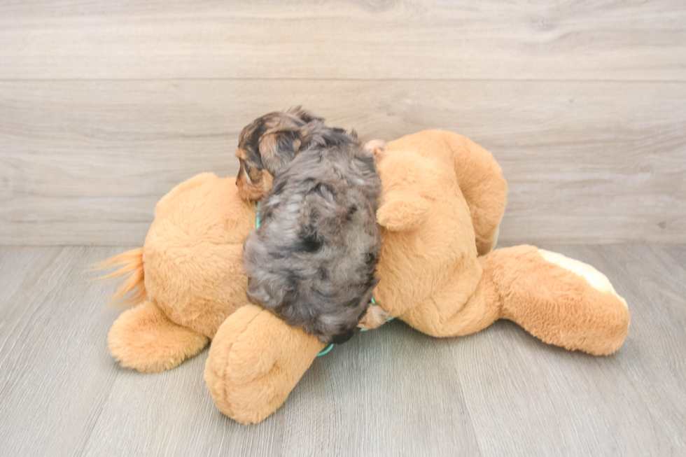 Friendly Yorkie Poo Baby