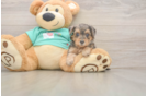 Yorkie Poo Puppy for Adoption