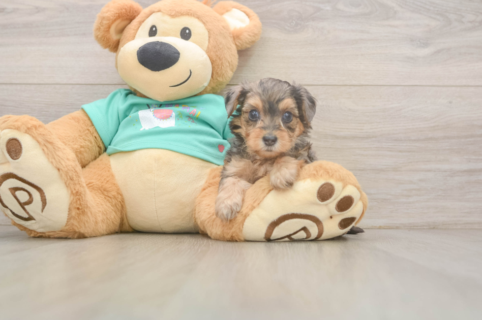 5 week old Yorkie Poo Puppy For Sale - Premier Pups