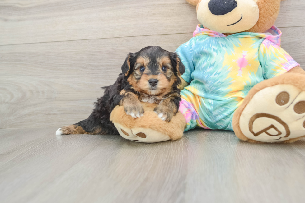 Energetic Yorkipoo Poodle Mix Puppy