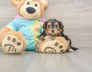 7 week old Yorkie Poo Puppy For Sale - Premier Pups